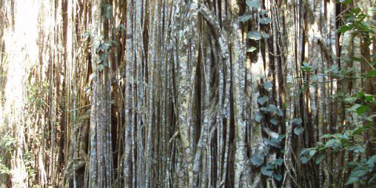 RocketPlay Casino Bonus Codes & Promotions 2025