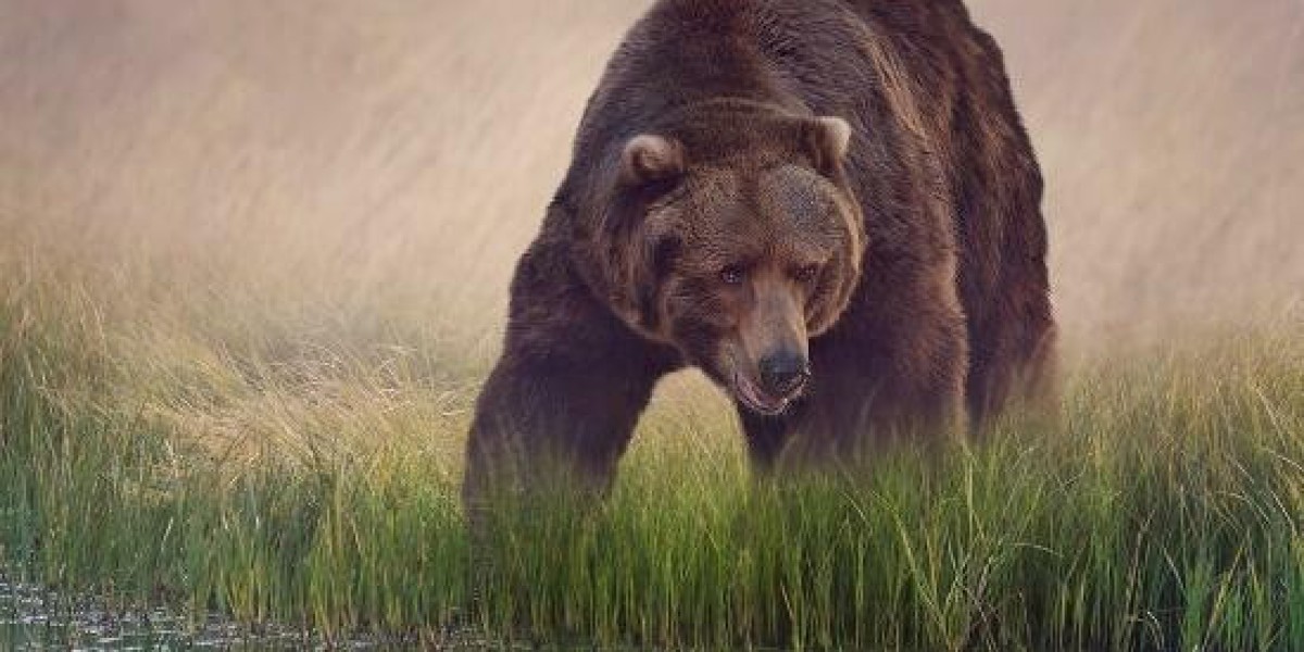 Falconets Advance to Semifinals with Dominant Win Over Senegal